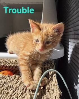 Domestic Short Hair and Tabby Cats Available for Adoption in Livonia, Michigan - C323 Litter Trouble | PetCurious