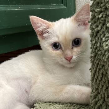 Rescue Domestic Short Hair Cats for Adoption in Yucca Valley, California - Serafina | PetCurious