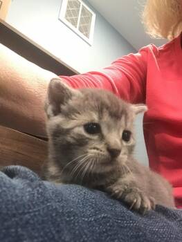 Whisper -  Domestic Short Hair Cat for Adoption in Pomona, New York - Whisper | PetCurious