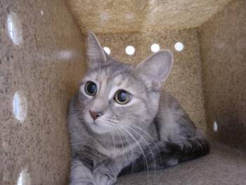 Domestic Short Hair Cats Available for Adoption in Hagerstown, Maryland - OCEAN | PetCurious