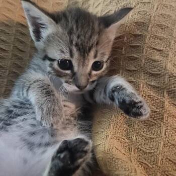 Is It Cake 7 -  Domestic Short Hair Cat for Adoption in Austin, Texas - Is It Cake 7 | PetCurious
