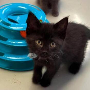 Libra -  Domestic Short Hair Cat for Adoption in Gwinn, Michigan - Libra | PetCurious