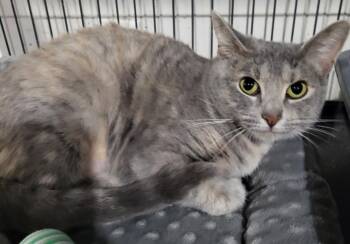 Domestic Short Hair Cats Available for Adoption in Webster Groves, Missouri - Florence | PetCurious