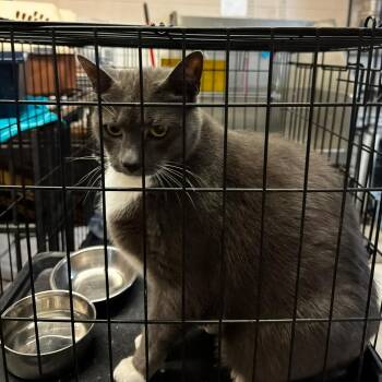 Riley -  American Shorthair Cat for Adoption in Lancaster, South Carolina - Riley | PetCurious