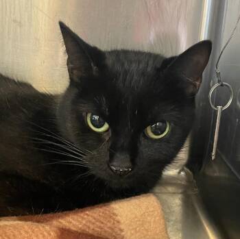 MOON -  Domestic Short Hair Cat for Adoption in Elizabethton, Tennessee - MOON | PetCurious
