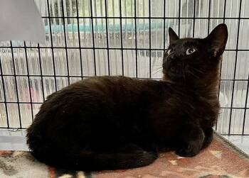 Utah -  Domestic Short Hair Cat for Adoption in Winton, North Carolina - Utah | PetCurious