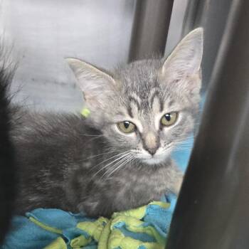 Sycamore 26-0526 -  Domestic Short Hair Cat for Adoption in Yanceyville, North Carolina - Sycamore 26-0526 | PetCurious