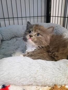 Curly Sue -  Domestic Medium Hair and Domestic Short Hair Cat for Adoption in Beatrice, Nebraska - Curly Sue | PetCurious