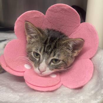 Penne -  Domestic Short Hair Cat for Adoption in Mentor, Ohio - Penne | PetCurious
