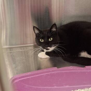 Nylah -  Domestic Short Hair Cat for Adoption in Conway, New Hampshire - Nylah | PetCurious