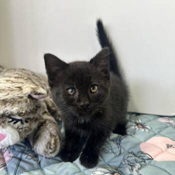 Tootie Fruit -  Domestic Short Hair Cat for Adoption in Hermitage, Pennsylvania - Tootie Fruit | PetCurious