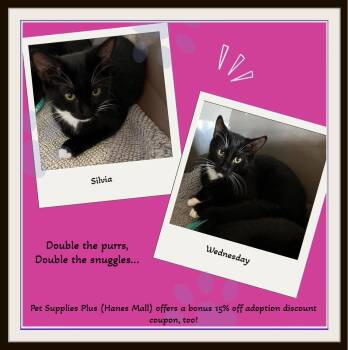 Rescue Domestic Short Hair Cats for Adoption in Snow Camp, North Carolina - Slivia & Wednesday - Double The Cuddles And Fun!! | PetCurious