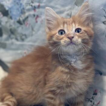 Agnes -  Domestic Medium Hair Cat for Adoption in Matteson, Illinois - Agnes | PetCurious