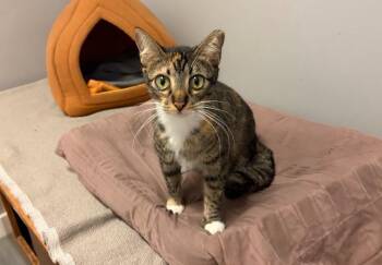 Heidi -  Domestic Medium Hair Cat for Adoption in Hudson, New Hampshire - Heidi | PetCurious