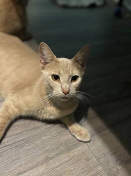 Rescue Domestic Short Hair Cats for Adoption in Georgetown, Kentucky - Showgirl Dream | PetCurious