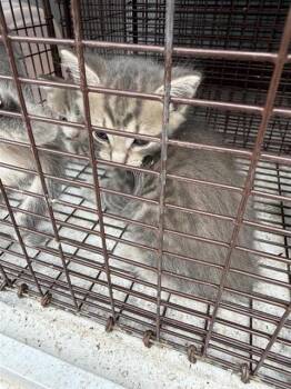 Domestic Short Hair Cats Available for Adoption in Houston, Texas - A656655 | PetCurious