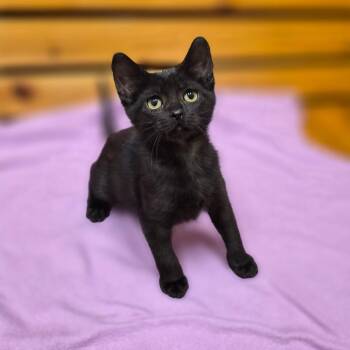 Calypso -  Domestic Short Hair and Mixed Breed Cat for Adoption in Woodstock, Illinois - Calypso | PetCurious
