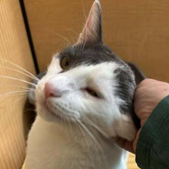 Domestic Short Hair Cats Available for Adoption - Ghost Boi | PetCurious