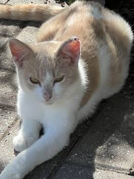 Rescue American Shorthair Cats for Adoption in Charles City, Iowa - Samson | PetCurious