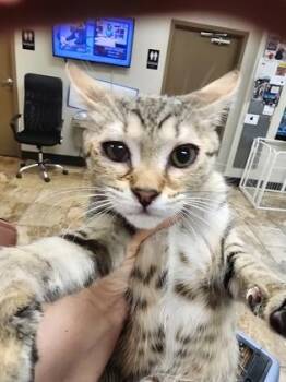 Zantana $75 fostered -  Domestic Short Hair Cat for Adoption in Seneca, South Carolina - Zantana $75 Fostered | PetCurious