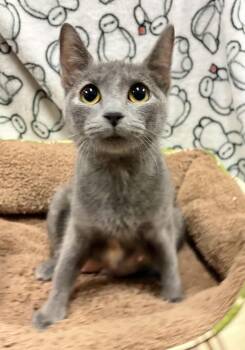 Tallulah -  Manx Cat for Adoption in Rockwall, Texas - Tallulah | PetCurious