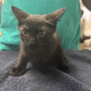 Sprigatito -  Domestic Short Hair Cat for Adoption in Lakeland, Florida - Sprigatito | PetCurious