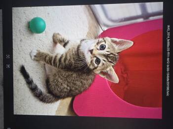 Domestic Short Hair Cats Available for Adoption in Mission Viejo, California - Cappuccino | PetCurious