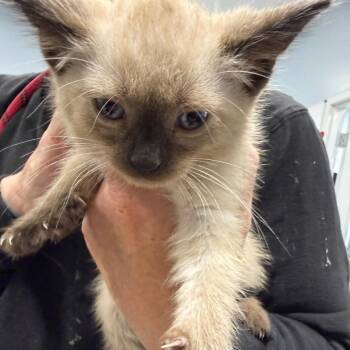 Domestic Medium Hair Cats Available for Adoption in Milton, Florida - Summer Boy | PetCurious