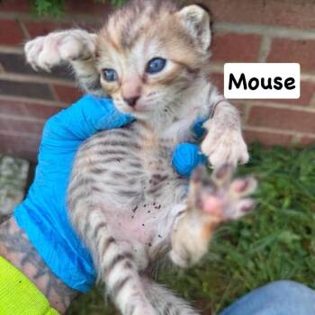 Mouse -  Domestic Short Hair Cat for Adoption in Philadelphia, Pennsylvania - Mouse | PetCurious