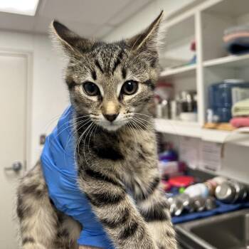 71881 -  Domestic Short Hair Cat for Adoption in Harrisonburg, Virginia - 71881 | PetCurious
