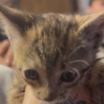 Cream -  Domestic Medium Hair Cat for Adoption in Midland, Texas - Cream | PetCurious