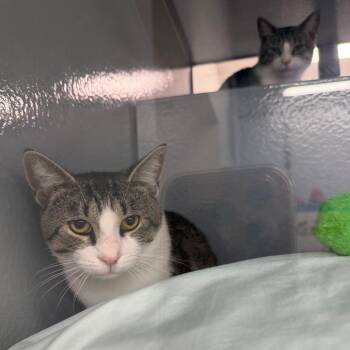 George & Martin -  Domestic Short Hair Cat for Adoption in Philadelphia, Pennsylvania - George & Martin | PetCurious