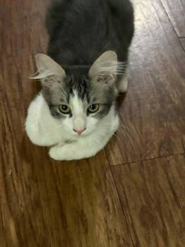 Asher -  Domestic Medium Hair Cat for Adoption in Youngtown, Arizona - Asher | PetCurious