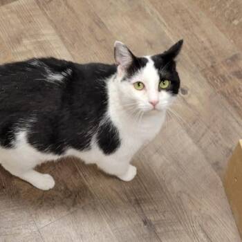Bandit -  Domestic Short Hair Cat for Adoption in Grand Island, Nebraska - Bandit | PetCurious