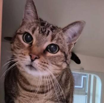 Sam -  Domestic Short Hair Cat for Adoption in Fort Worth, Texas - Sam | PetCurious
