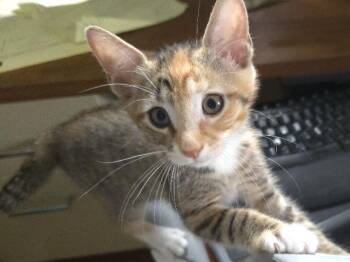 Mini Muffins -  Domestic Short Hair Cat for Adoption in Cincinnati, Ohio - Mini Muffins | PetCurious