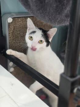 Snowy -  Domestic Short Hair Cat for Adoption in Chicago, Illinois - Snowy | PetCurious