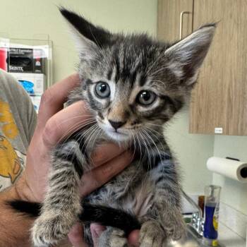 Domestic Medium Hair Cats Available for Adoption in Kansas City, Kansas - Haze | PetCurious