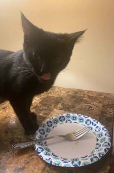 Zoey -  Domestic Short Hair Cat for Adoption in West Mifflin, Pennsylvania - Zoey | PetCurious