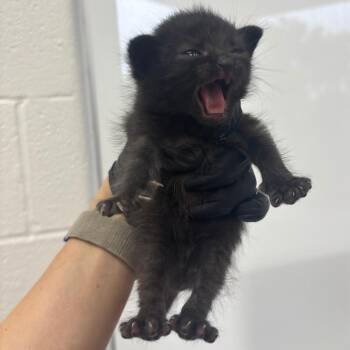 Niblet -  Domestic Short Hair Cat for Adoption in Corpus Christi, Texas - Niblet | PetCurious