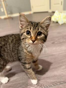 Lana -  Domestic Short Hair and Tabby Cat for Adoption in Fremont, Nebraska - Lana | PetCurious