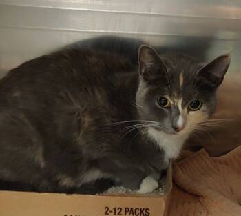 Rescue Domestic Short Hair Cats for Adoption in Fallston, Maryland - Kitana (Kiki) | PetCurious