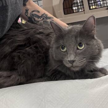Kayak -  Domestic Short Hair Cat for Adoption in Salt Lake City, Utah - Kayak | PetCurious
