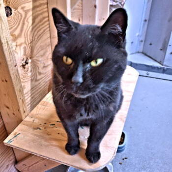 Rescue Domestic Short Hair Cats for Adoption in Rutherfordton, North Carolina - Layla | PetCurious