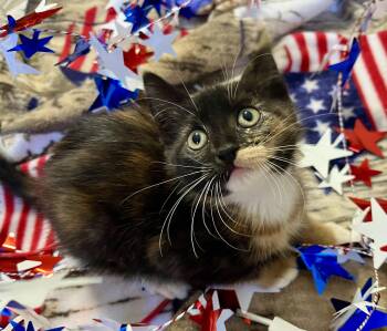 Bows -  Domestic Short Hair and Calico Cat for Adoption in Rocky Hill, Connecticut - Bows | PetCurious