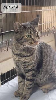 Rescue Domestic Short Hair Cats for Adoption in Maple Grove, Minnesota - Olivia | PetCurious
