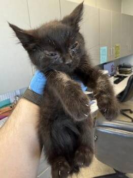 Dina -  Domestic Short Hair Cat for Adoption in Lafayette, Indiana - Dina | PetCurious