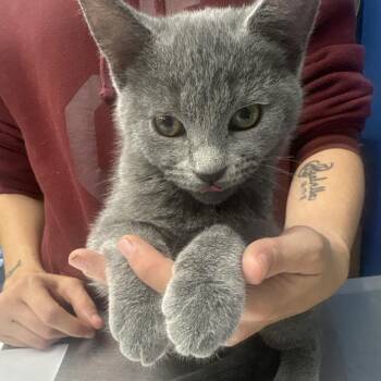 Chris -  Domestic Short Hair Cat for Adoption in Summerlee, West Virginia - Chris | PetCurious