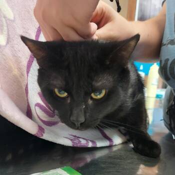 Sal (Salem) -  Domestic Short Hair Cat for Adoption in Ashtabula, Ohio - Sal (Salem) | PetCurious