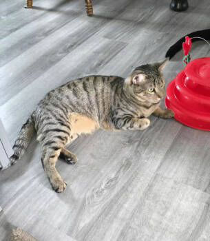 Rescue Domestic Short Hair Cats for Adoption in Lancaster, California - Cinnamon | PetCurious